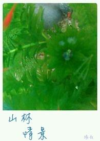 描写山林景色的优美句子