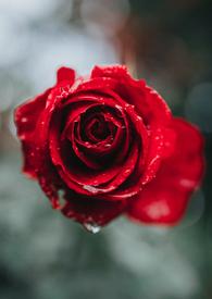 浪漫玫瑰花园