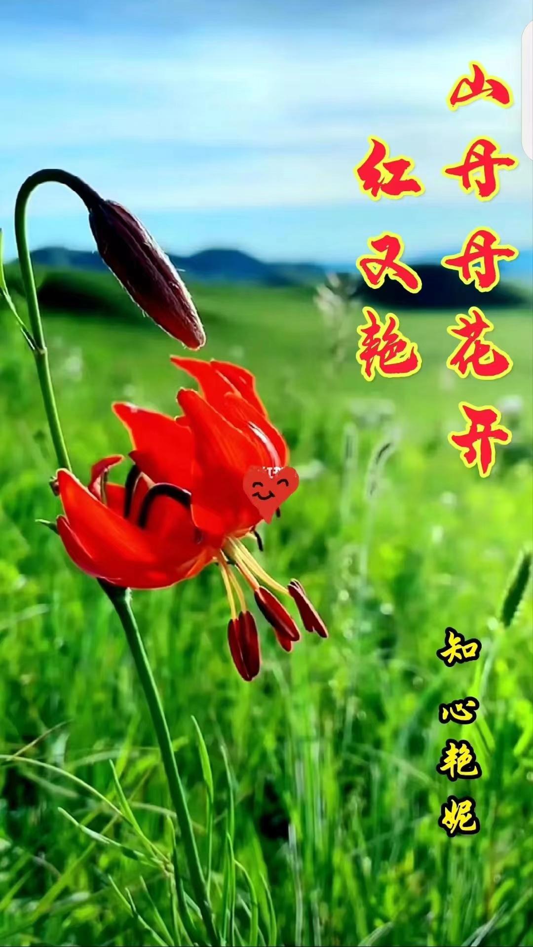 山丹丹开花红艳艳下一句歌词