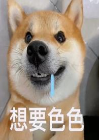 狗的青梅竹马是什么生肖