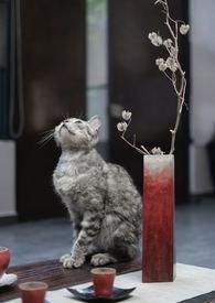 猫和百合花在一起有什么寓意
